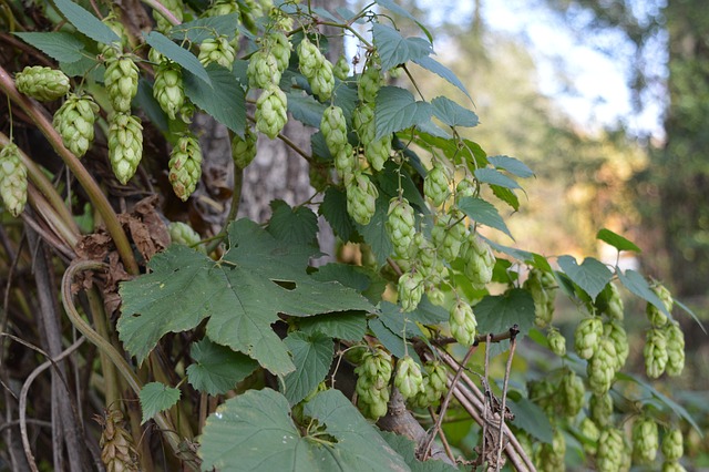 le houblon, une plante en 7 facettes