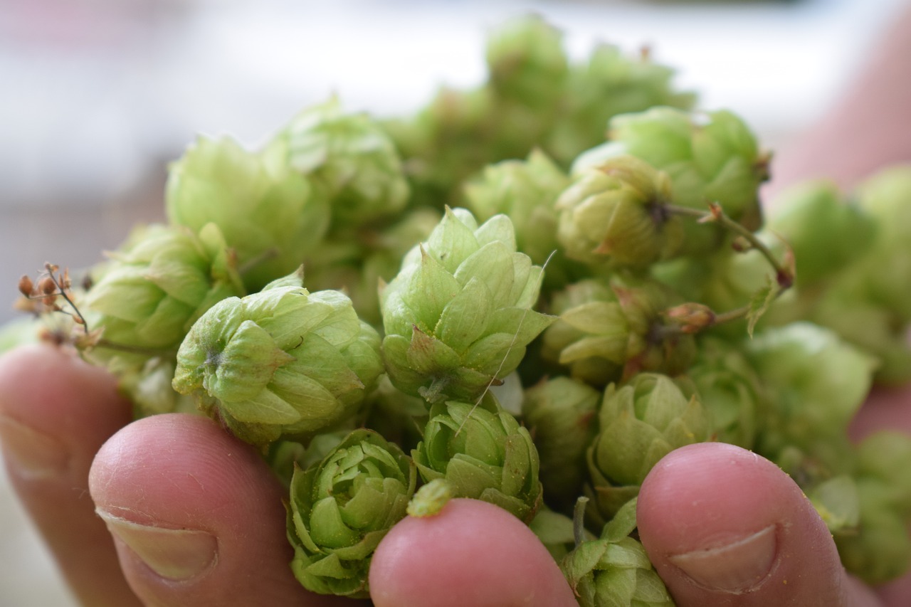 le houblon : 7 raisons de l'aimer !