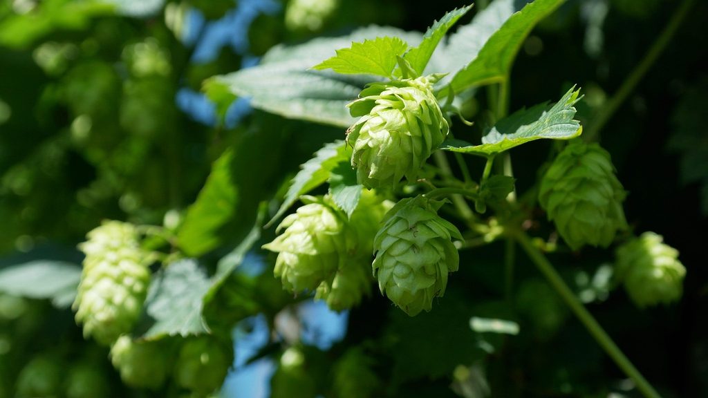Houblon, plante utilisée dans la fabrication de la bière